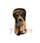 暇犬のボヤキ（個別スタンプ：1）