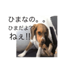 暇犬のボヤキ（個別スタンプ：5）