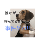 暇犬のボヤキ（個別スタンプ：7）