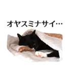 ねこ写真スタンプ あずきさんとだいずさん1（個別スタンプ：2）