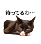 ねこ写真スタンプ あずきさんとだいずさん1（個別スタンプ：7）