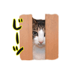 ねこ写真スタンプ あずきさんとだいずさん1（個別スタンプ：13）