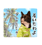 ねこ写真スタンプ あずきさんとだいずさん1（個別スタンプ：37）