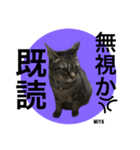 キジトラ猫からの一言（個別スタンプ：4）