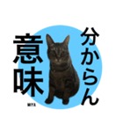 キジトラ猫からの一言（個別スタンプ：9）