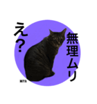 キジトラ猫からの一言（個別スタンプ：10）