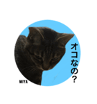 キジトラ猫からの一言（個別スタンプ：11）