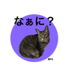 キジトラ猫からの一言（個別スタンプ：16）