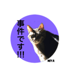 キジトラ猫からの一言（個別スタンプ：18）