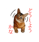 猫で行こう4（個別スタンプ：7）