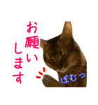 猫で行こう4（個別スタンプ：11）