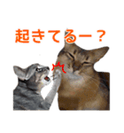 猫で行こう4（個別スタンプ：14）