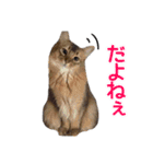 猫で行こう4（個別スタンプ：19）