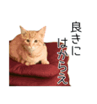 猫で行こう4（個別スタンプ：22）