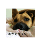 犬のベル（個別スタンプ：4）