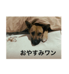 犬のベル（個別スタンプ：5）