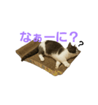 ここあみんと（個別スタンプ：1）