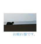 竹富島の日常（個別スタンプ：5）