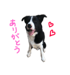 看板犬のテントくん（個別スタンプ：5）