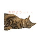 猫の銀ちゃんスタンプ（個別スタンプ：7）