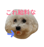 すばらしい犬（個別スタンプ：4）