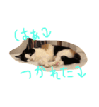 三毛猫みぃたん（個別スタンプ：4）