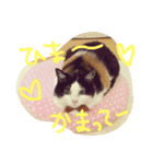 三毛猫みぃたん（個別スタンプ：5）