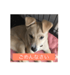 雑種犬 つむぎ ＆ メイ 2（個別スタンプ：7）