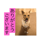 雑種犬 つむぎ ＆ メイ 2（個別スタンプ：12）