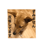 雑種犬 つむぎ ＆ メイ 2（個別スタンプ：14）