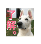 真っ白犬ゆず2（個別スタンプ：1）