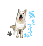 真っ白犬ゆず2（個別スタンプ：10）