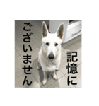 真っ白犬ゆず2（個別スタンプ：12）