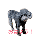 犬猫たち（個別スタンプ：12）