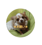 リアルちわわ犬  こころのスタンプ♪（個別スタンプ：1）