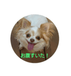 リアルちわわ犬  こころのスタンプ♪（個別スタンプ：9）