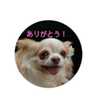 リアルちわわ犬  こころのスタンプ♪（個別スタンプ：10）