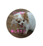 リアルちわわ犬  こころのスタンプ♪（個別スタンプ：12）