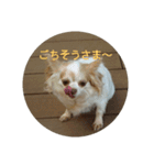 リアルちわわ犬  こころのスタンプ♪（個別スタンプ：16）