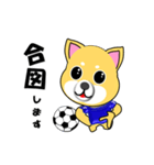 柴犬のサッカー(青シャツ)（個別スタンプ：12）