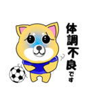 柴犬のサッカー(青シャツ)（個別スタンプ：24）