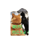 柴犬と黒猫（個別スタンプ：5）