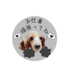 愛犬のまいにち（個別スタンプ：12）