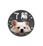 愛犬のまいにち（個別スタンプ：15）