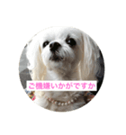 かわいい犬。マルチーズ♡（個別スタンプ：1）