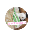 かわいい犬。マルチーズ♡（個別スタンプ：6）