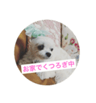 かわいい犬。マルチーズ♡（個別スタンプ：7）