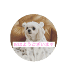 かわいい犬。マルチーズ♡（個別スタンプ：9）