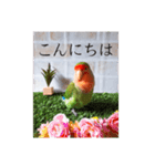 コザクラインコ よく使うスタンプ（個別スタンプ：2）