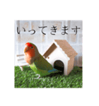 コザクラインコ よく使うスタンプ（個別スタンプ：5）